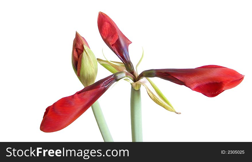 Bud of the flower on white background. Bud of the flower on white background