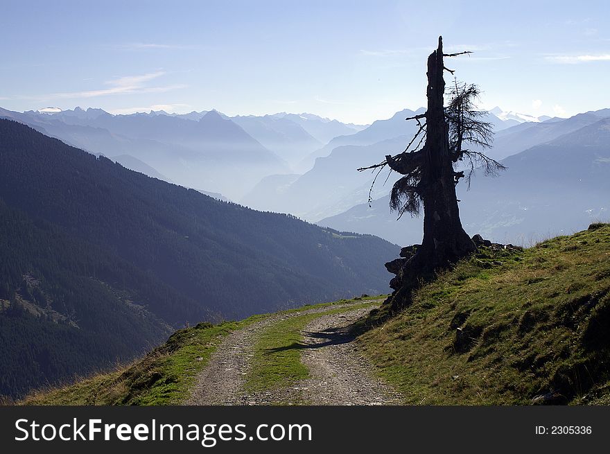 An old tree on a mountain-road in the Alps. An old tree on a mountain-road in the Alps
