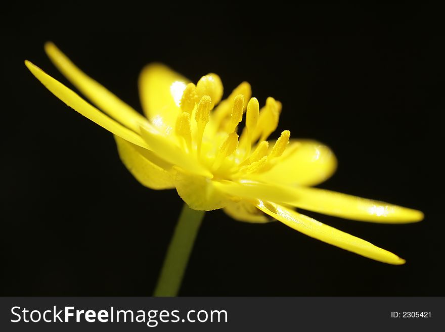 Yellow Wild Anemone Flower. Side view. Soft focus.