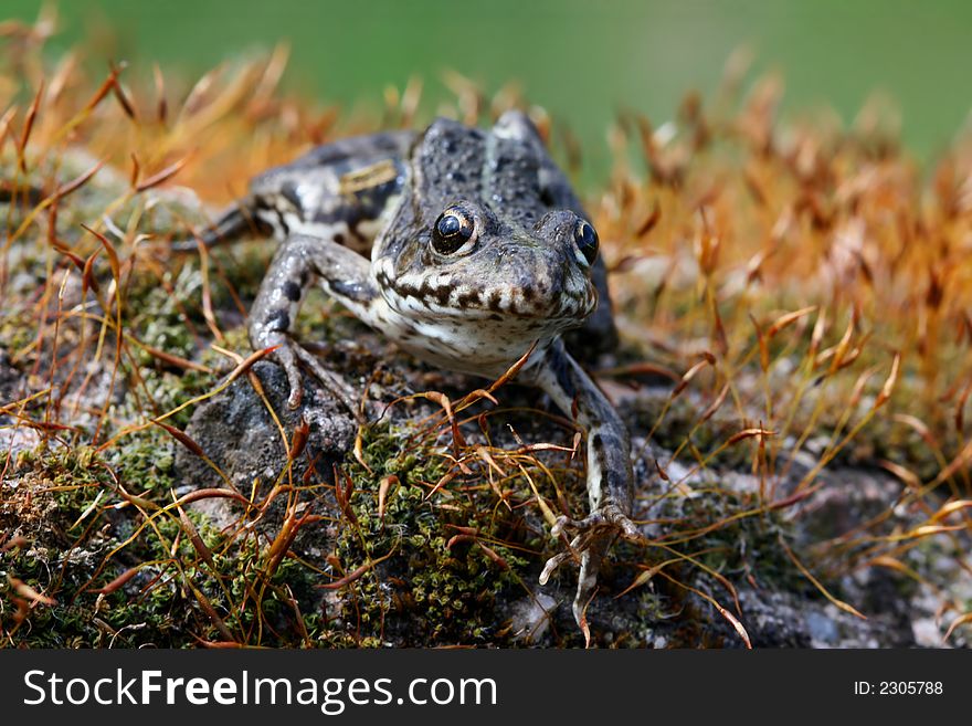 Frog sitting on mossy stone