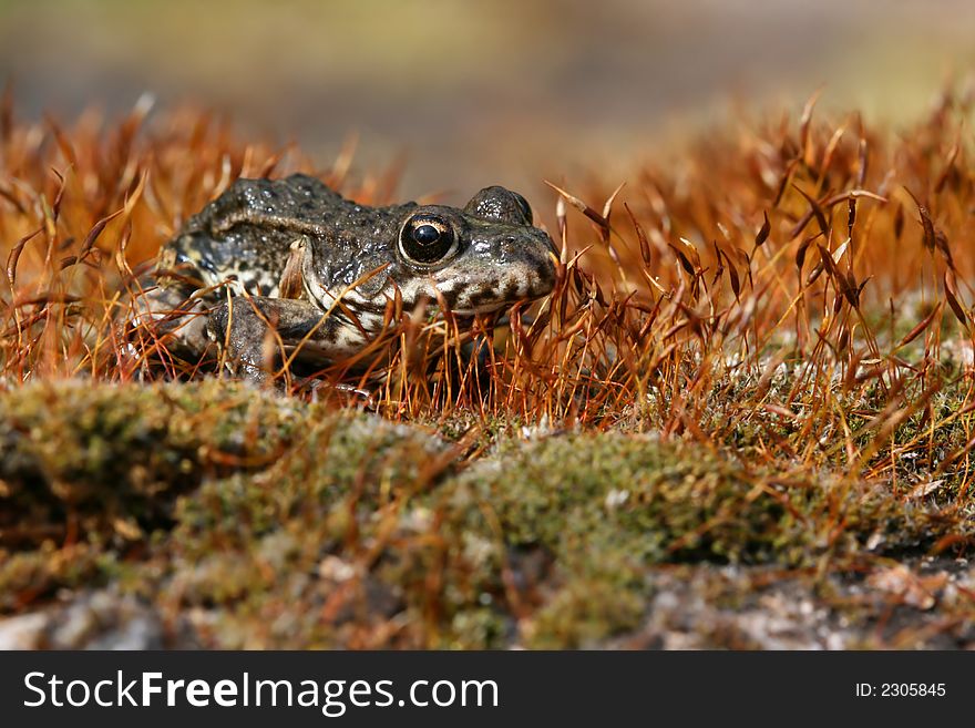 Frog in mossy forest