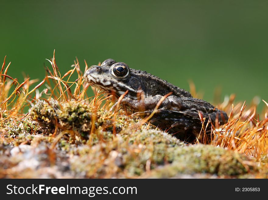 Frog sitting on mossy stone. Frog sitting on mossy stone