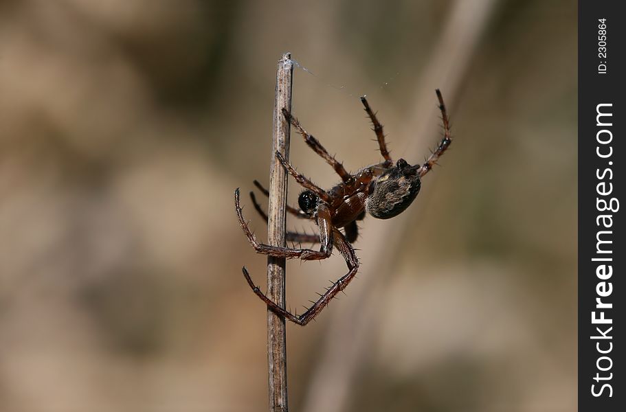 Macro of gray spider on stalk
