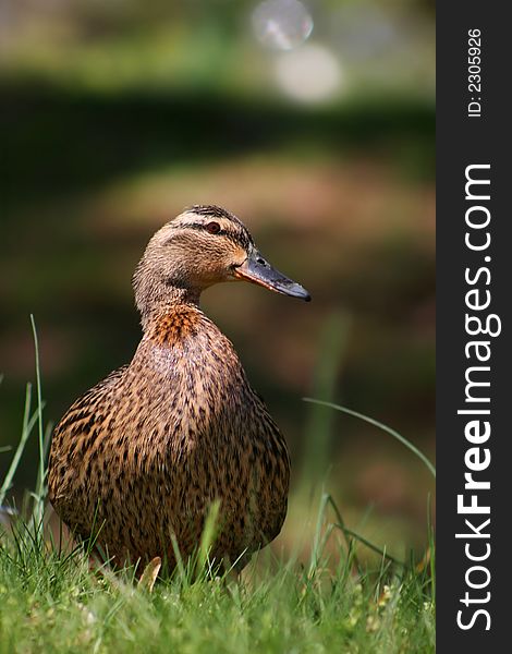 Female of duck in spring grass. Female of duck in spring grass