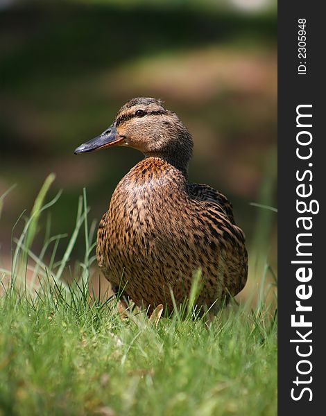 Female of duck in spring grass