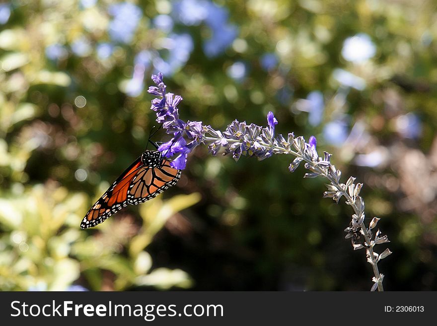 Monarch Butterfly I