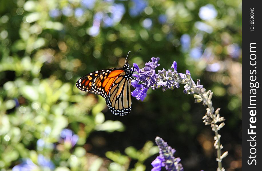 A Monarch butterfly feeding on mealy blue sage in the late afternoon sun. A Monarch butterfly feeding on mealy blue sage in the late afternoon sun.
