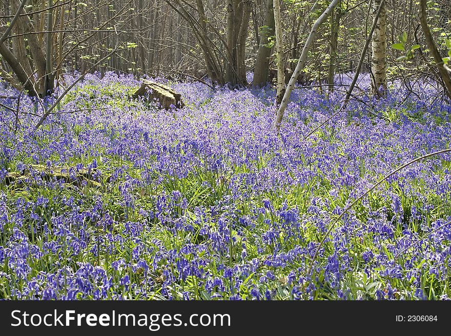 Bluebells in the wood