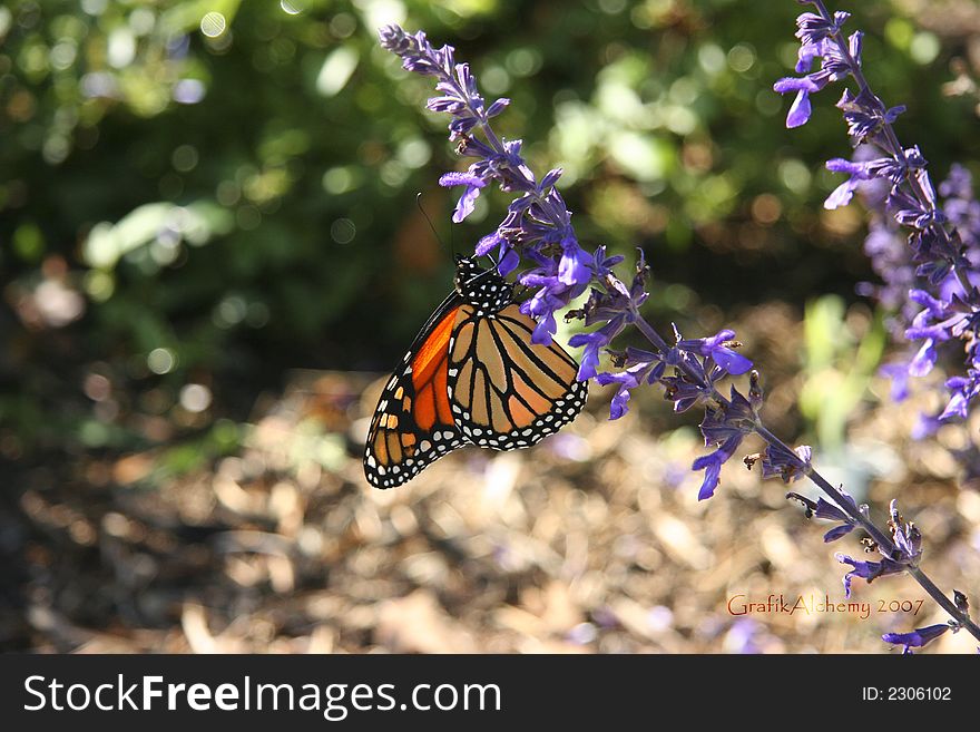 Monarch Butterfly III