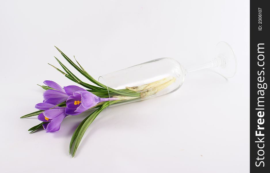 Violet tulip flower in vase