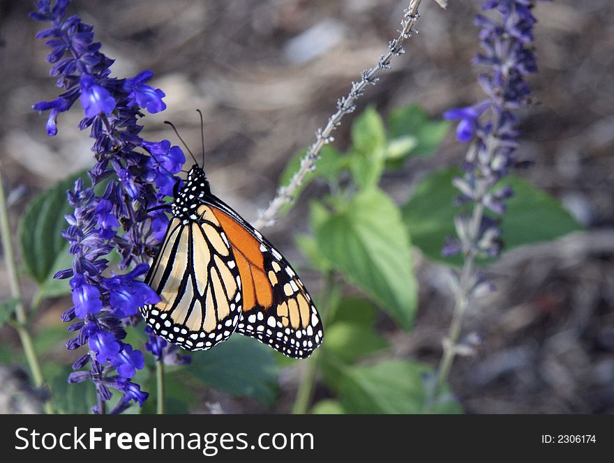 A Monarch butterfly feeding on mealy blue sage in the late afternoon sun. A Monarch butterfly feeding on mealy blue sage in the late afternoon sun.