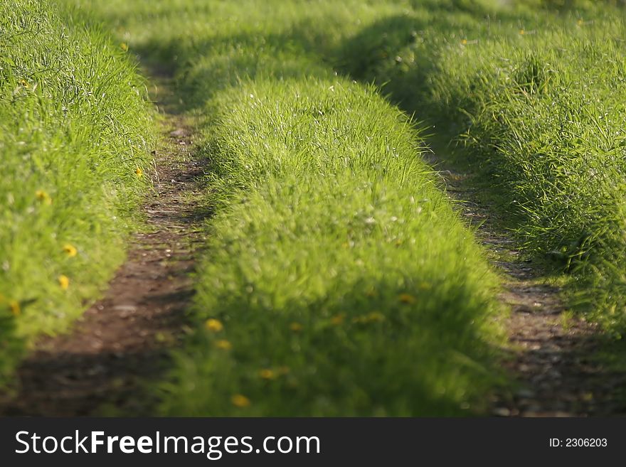 The brown avenue on the green acre. The brown avenue on the green acre