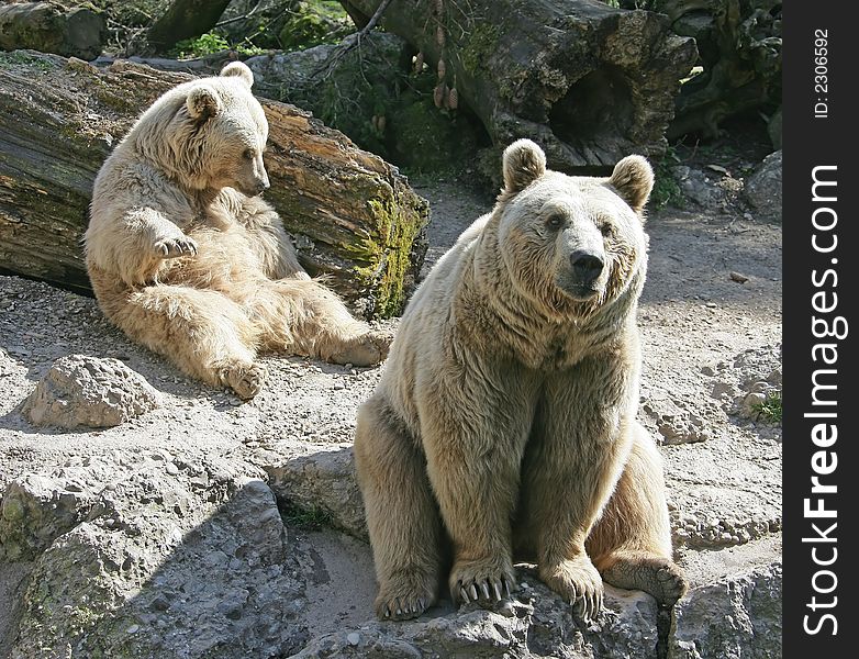 View of Nice Syrian Brown Bears. View of Nice Syrian Brown Bears
