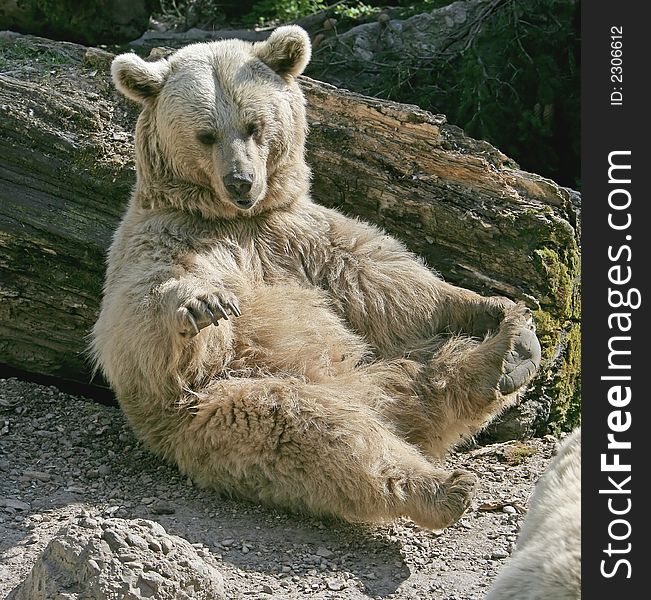 View of Nice Syrian Brown Bears. View of Nice Syrian Brown Bears