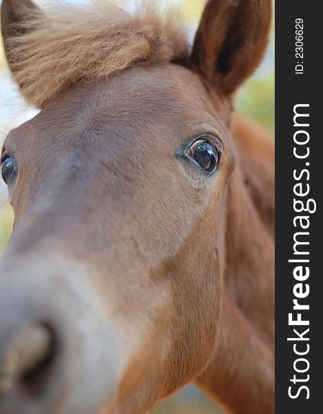 Horse, greater eye and sad glance