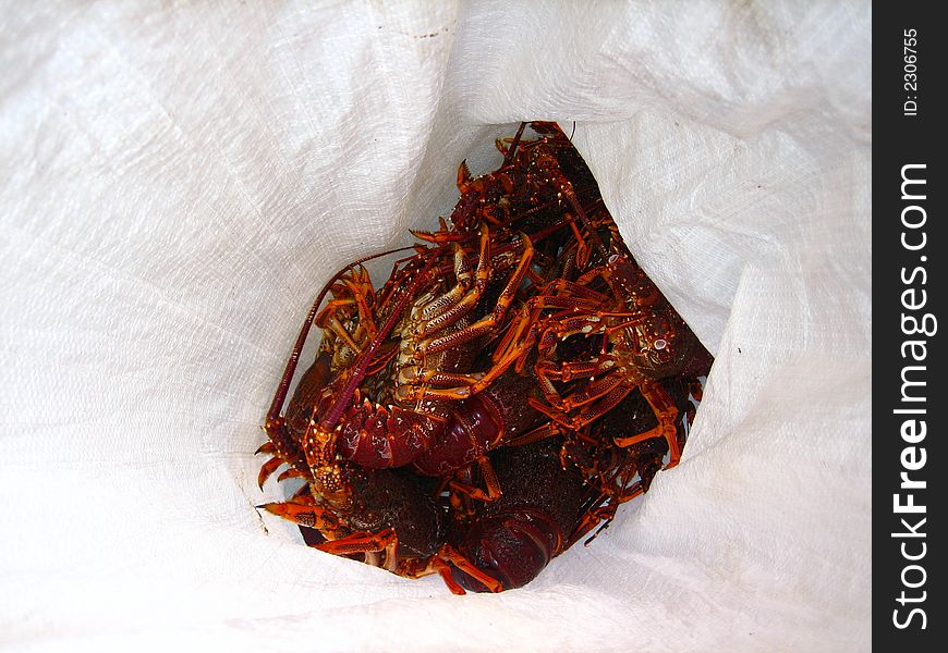Several live red lobsters tumbled in a white plastic sack, ready for transport. Several live red lobsters tumbled in a white plastic sack, ready for transport