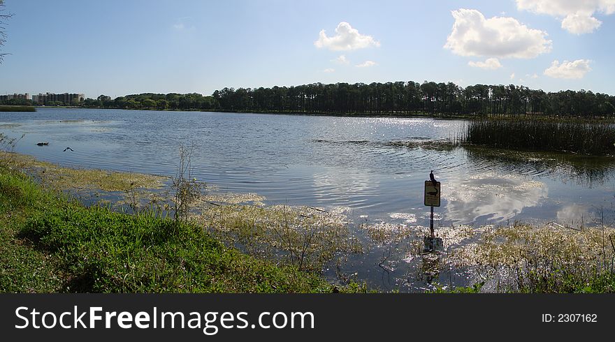 Lake Taylor, Largo, Florida, lake with trees on opposite shore, reeds and grasses on closest shores, bright sunshine and clouds reflected in water. Lake Taylor, Largo, Florida, lake with trees on opposite shore, reeds and grasses on closest shores, bright sunshine and clouds reflected in water
