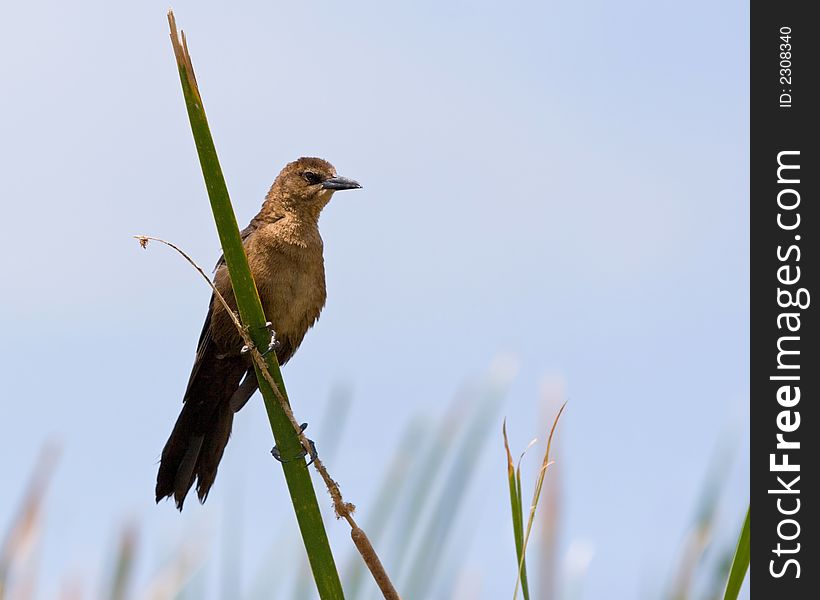 Common Grackle (Female)