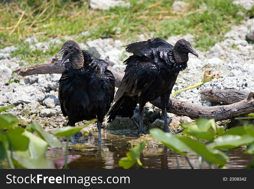 Pair of Black Vultures (Coragyps atratus) in the Florida Everglades