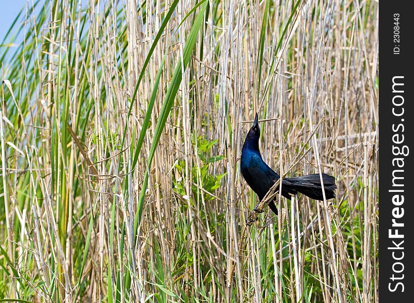 Quiscalus Quiscula (Common Grackle, Female) on a ree in the Florida Everglades. Quiscalus Quiscula (Common Grackle, Female) on a ree in the Florida Everglades