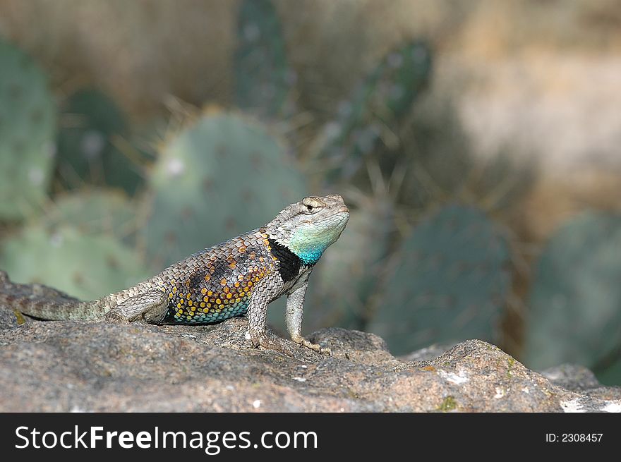 A brightly colored male spiny lizard sits on a rock in a territorial position.