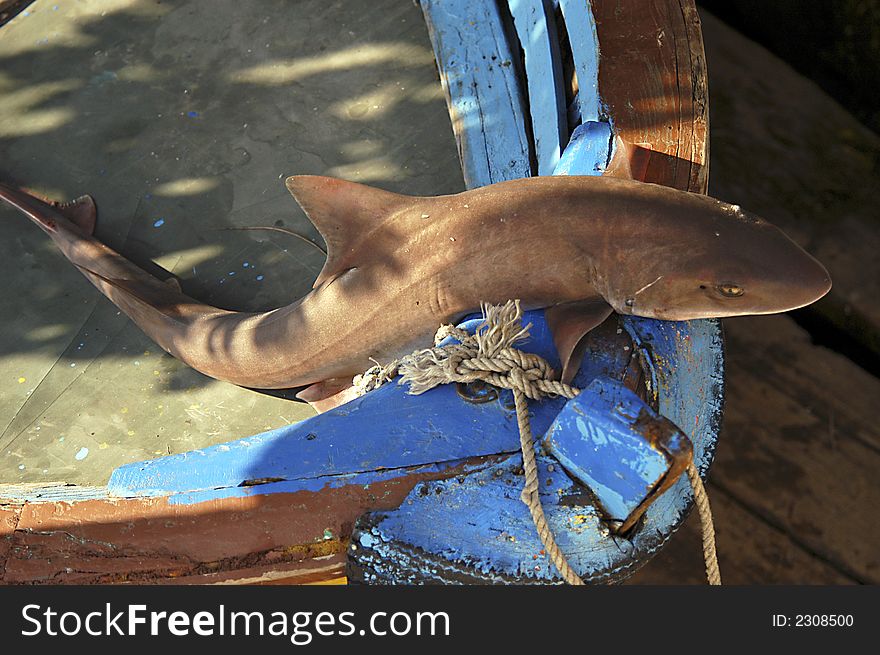 Small shark caught in Istanbul. Small shark caught in Istanbul