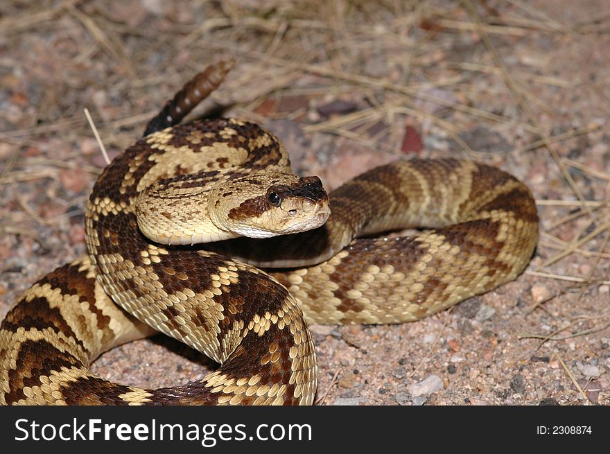 A beautiful golden colored blacktail rattlesnake is coiled in a defensive strike position.