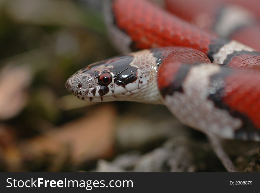A brightly colored adult red milksnake has the photographer clearly in view.