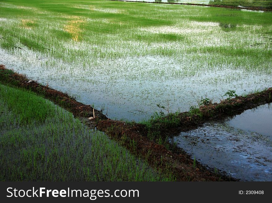 Paddy field , sunrise, skies and clouds at the countryside. Paddy field , sunrise, skies and clouds at the countryside