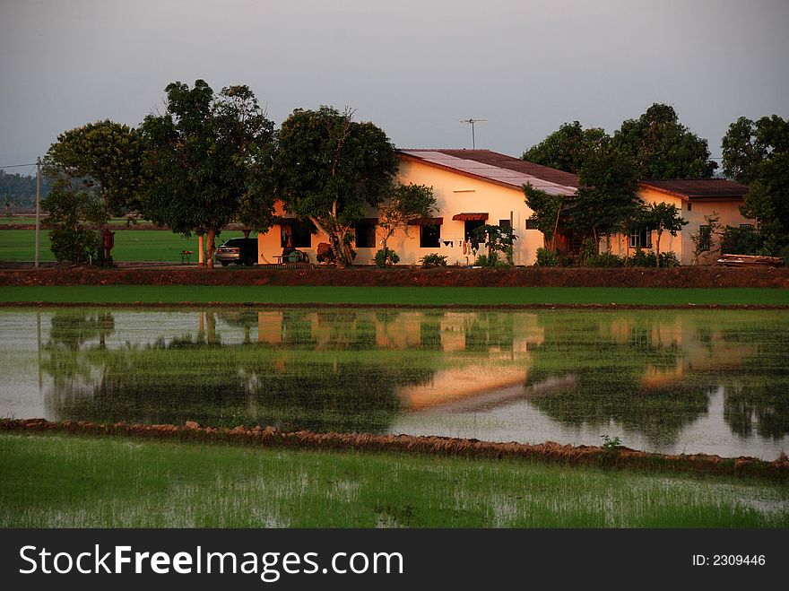 Paddy field , house, sunrise, skies and clouds at the countryside. Paddy field , house, sunrise, skies and clouds at the countryside