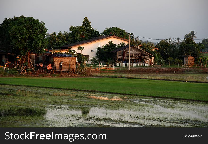 Paddy field , house, sunrise, skies and clouds at the countryside. Paddy field , house, sunrise, skies and clouds at the countryside