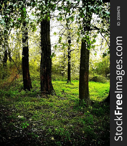 Forest during sunny day detail. Forest during sunny day detail.