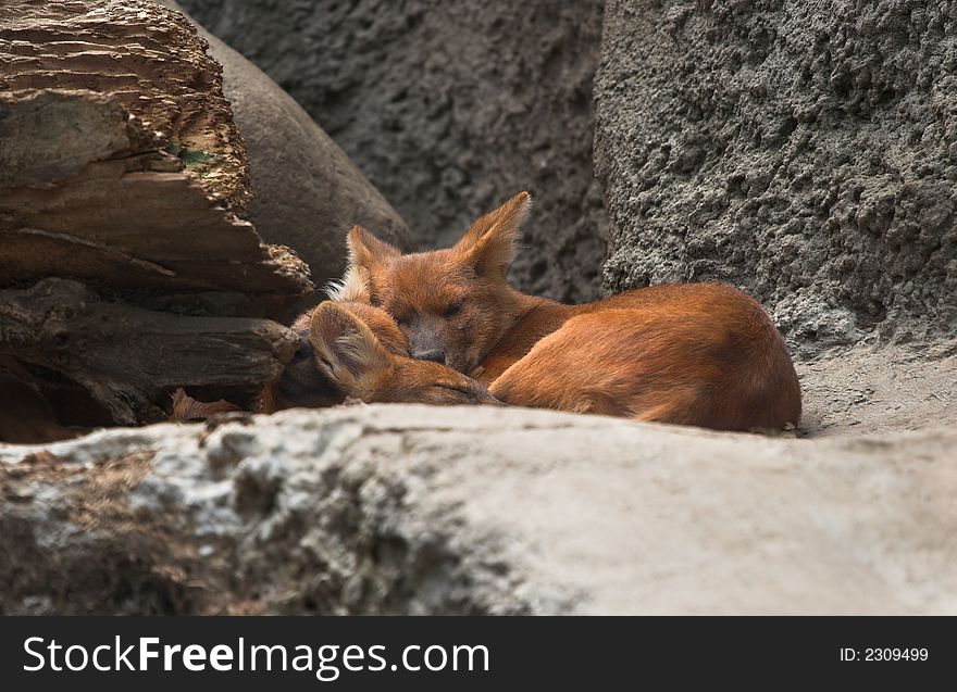 Red wolfs in Moscow zoo. Dhole. Cuon alpinus lepturus. Lives in Asia in mountain woods, and as in some states of America.