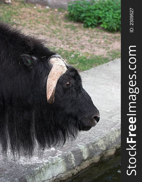 Ovibos moschatus. Musk-ox in Moscow zoo.