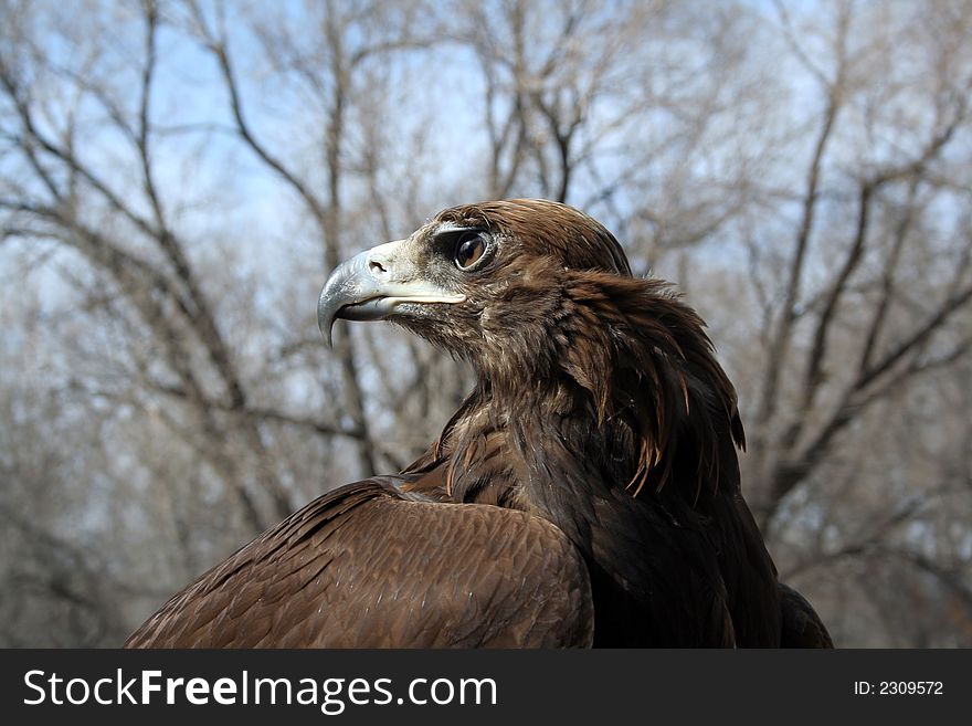 Head of a golden eagle. A bird of prey