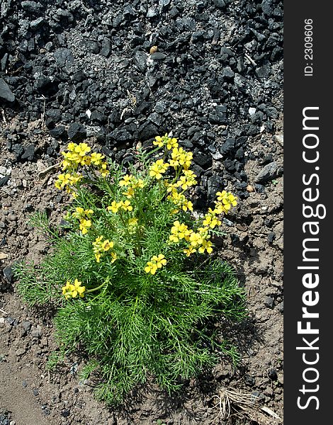 Small yellow florets on a background of stones