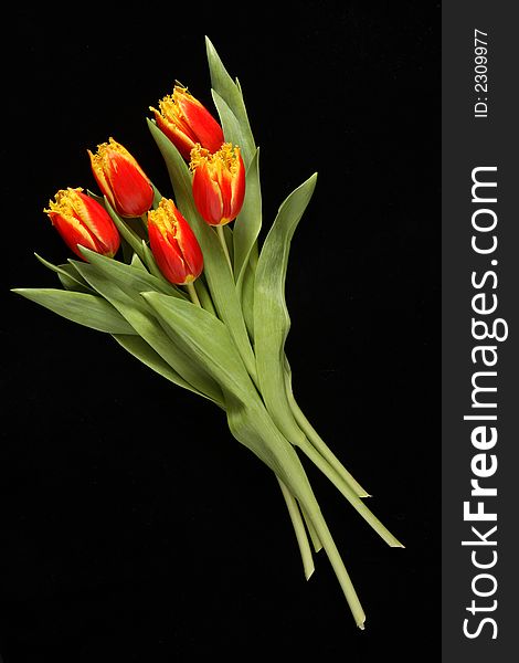Red tulips on a black background
