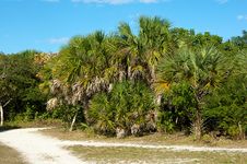 Cluster Of Palm Trees Along Dirt Road Royalty Free Stock Photo