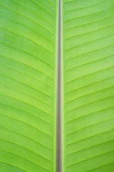 Banana Leaf Stock Photo Banana Leaf Stock Photo