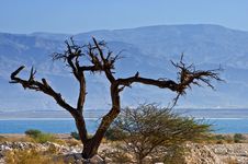 A Dry Solitary Snag Near The Dead Sea Royalty Free Stock Photo A Dry Solitary Snag Near The Dead Sea Royalty Free Stock Photo