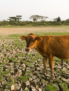 Cow And Cracked Earth Stock Photos Cow And Cracked Earth Stock Photos