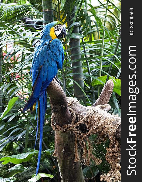 Picture of a blue macaw. Picture of a blue macaw