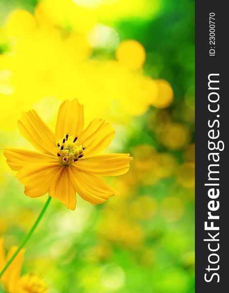 mexican sunflower weed