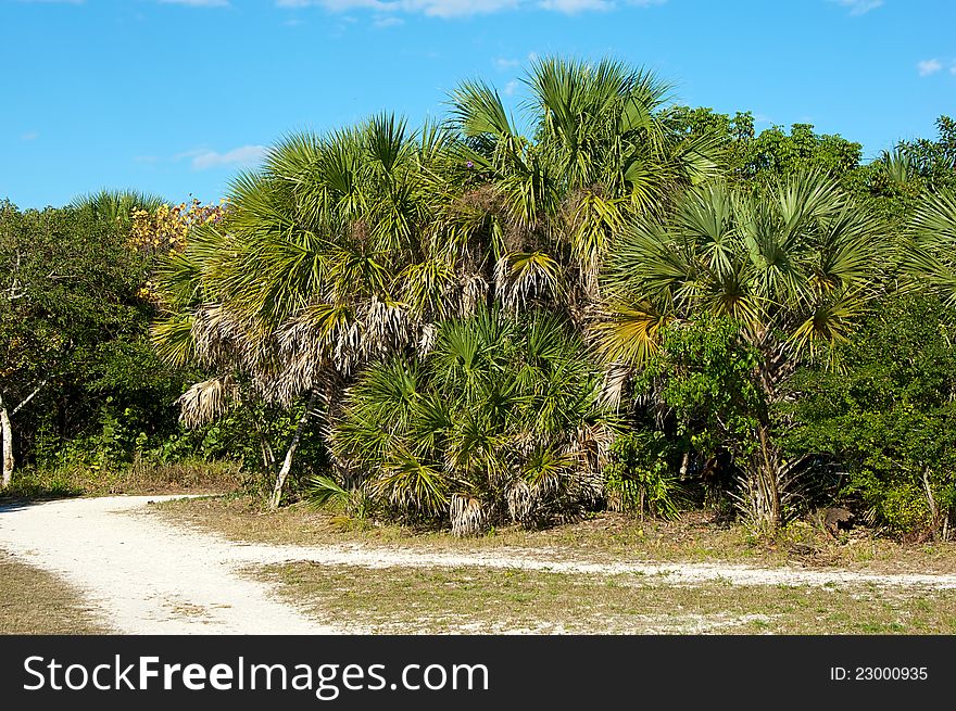 Cluster Of Palm Trees Along Dirt Road