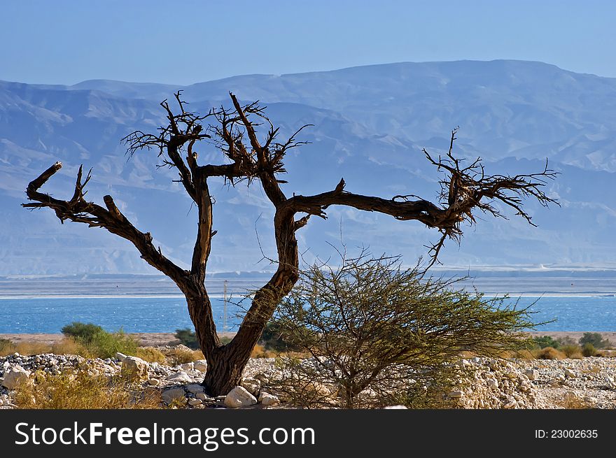 A dry solitary snag near the Dead Sea