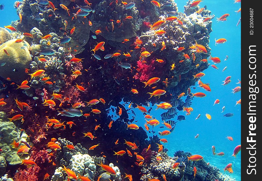Fish living in the coral of the Red Sea. Fish living in the coral of the Red Sea