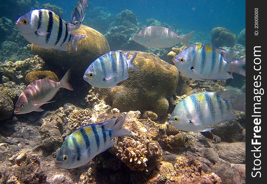 Fish living in the coral of the Red Sea. Fish living in the coral of the Red Sea