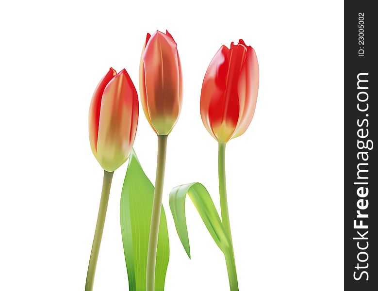 Beautiful red tulips for the background image. Beautiful red tulips for the background image
