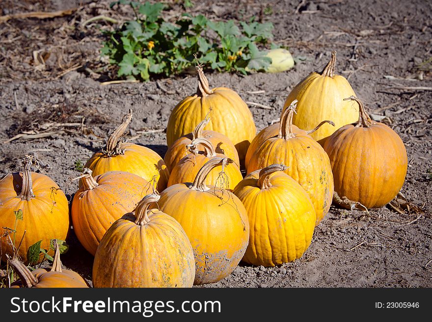 A lot of ripe pumpkins in the garden