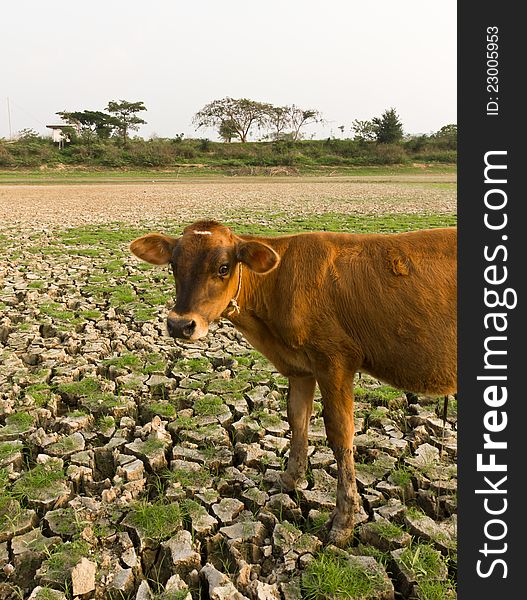 Cow and Cracked earth